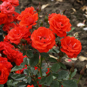 Dolgotrajno oranžna - Mini - pritlikave vrtnice